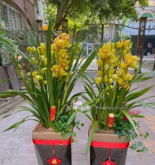 大花蕙兰（神秘的花朵与坚强的生命力）