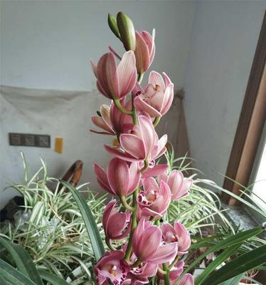 大花蕙兰（神秘的花朵与坚强的生命力）