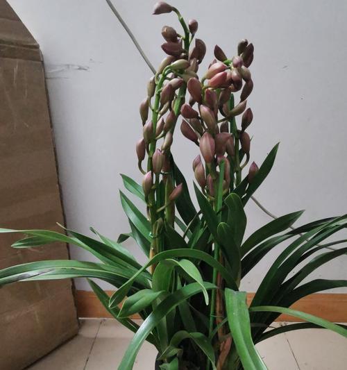 大花蕙兰（神秘的花朵与坚强的生命力）