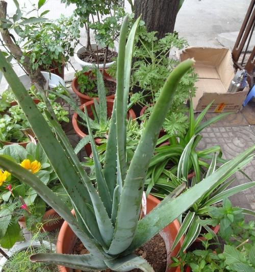 芦荟晒太阳的正确方法是什么?直接晒太阳会有什么影响? 芦荟晒太阳的正确方法是什么?直接晒太阳会有什么影响?