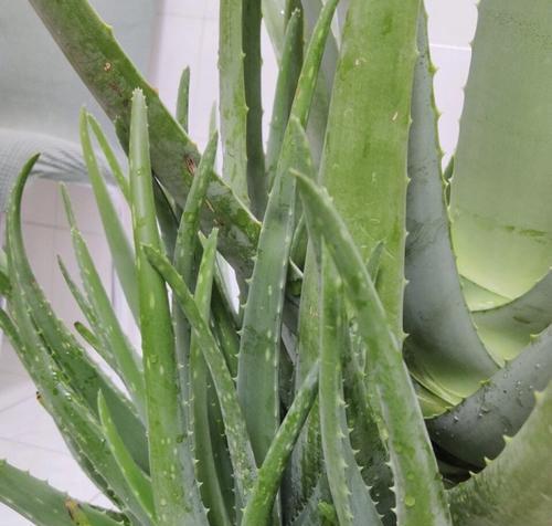 芦荟晒太阳的正确方法是什么?直接晒太阳会有什么影响? 芦荟晒太阳的正确方法是什么?直接晒太阳会有什么影响?