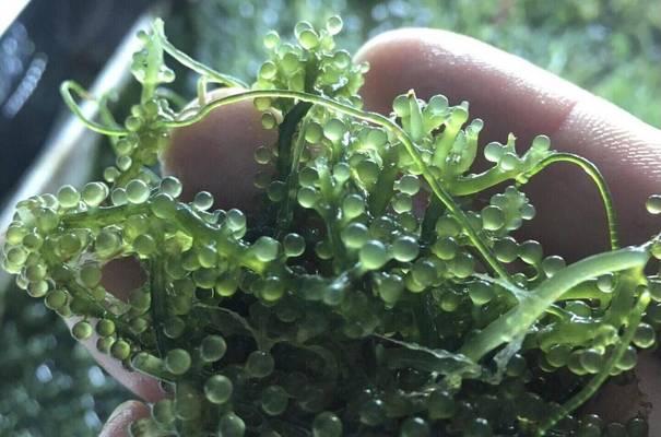 海带属于什么植物类型?海带的分类和特性是什么? 海带属于什么植物类型?海带的分类和特性是什么?