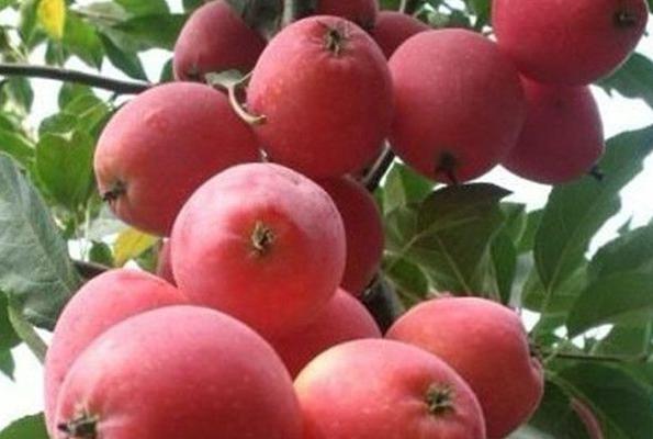 鸡心果几年结果实？种植后多久能收获果实？