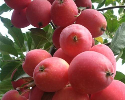 鸡心果几年结果实？种植后多久能收获果实？