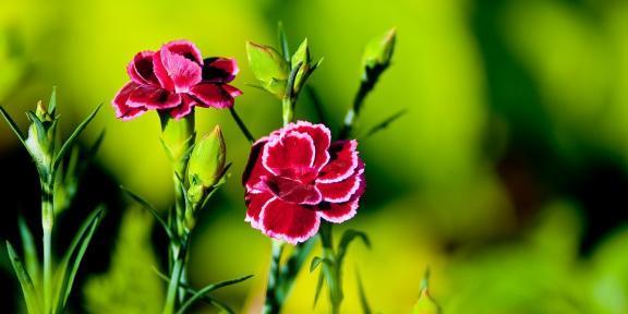 康乃馨花语（探寻康乃馨花语的深意）