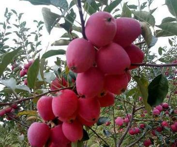 鸡心果几年结果实？种植后多久能收获果实？