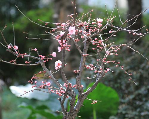 红梅的养殖方法和注意事项有哪些?如何确保红梅健康生长? 红梅的养殖方法和注意事项有哪些?如何确保红梅健康生长?