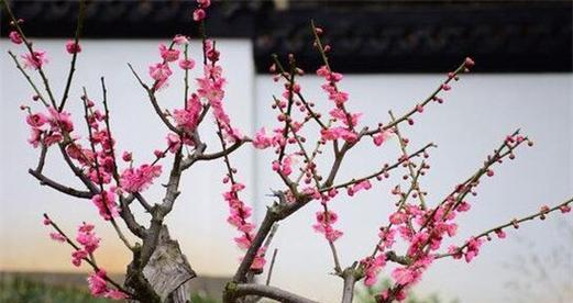 红梅的养殖方法和注意事项有哪些?如何确保红梅健康生长? 红梅的养殖方法和注意事项有哪些?如何确保红梅健康生长?