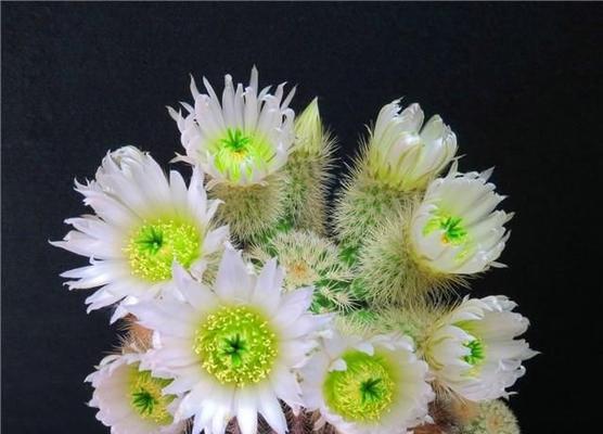 仙人掌花语（探寻仙人掌的花语之美）