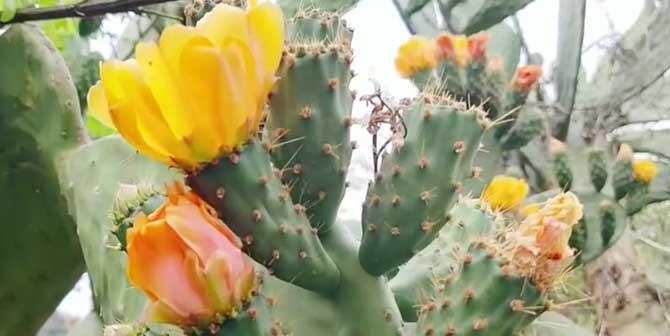 仙人掌花语（探寻仙人掌的花语之美）