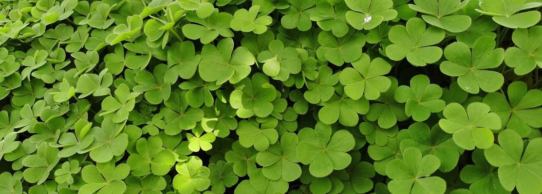 三叶草的含义是什么？三叶草有哪些特点和用途？