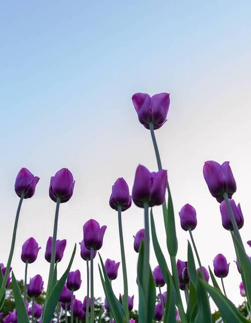 紫色郁金香的象征意义及文化价值(探究紫色郁金香的意义)
