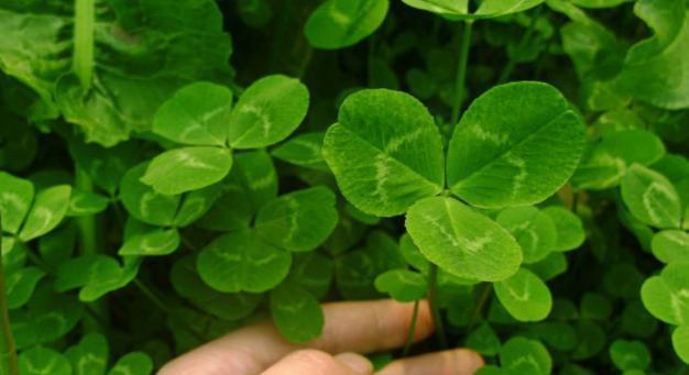 三叶草的含义是什么？三叶草有哪些特点和用途？