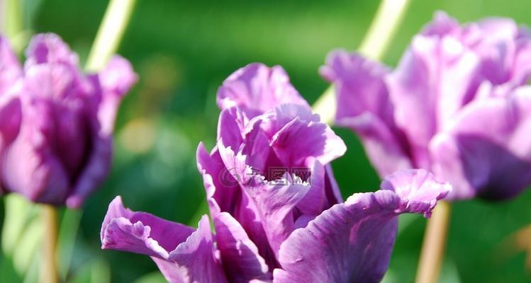 紫色郁金香的象征意义及文化价值（探究紫色郁金香的意义）