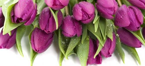 紫色郁金香的象征意义及文化价值（探究紫色郁金香的意义）