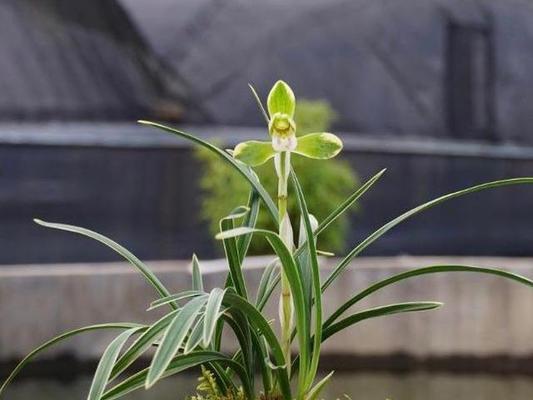 兰花之意——美丽与高尚(馨香芬芳) 兰花之意——美丽与高尚(馨香芬芳)
