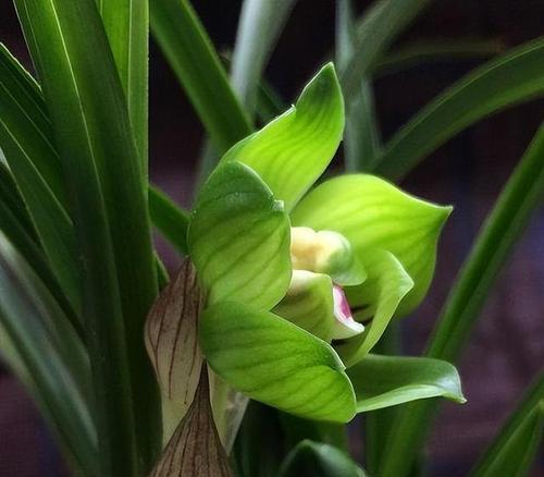 兰花之意——美丽与高尚(馨香芬芳) 兰花之意——美丽与高尚(馨香芬芳)