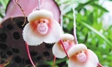 白鸟开花的样子是怎样的?其寓意与花语有哪些? 白鸟开花的样子是怎样的?其寓意与花语有哪些?