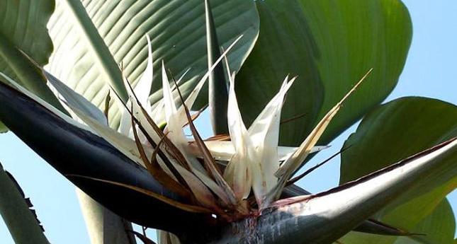 白鸟开花的样子是怎样的?其寓意与花语有哪些? 白鸟开花的样子是怎样的?其寓意与花语有哪些?