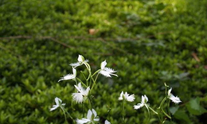 白鸟开花的样子是怎样的?其寓意与花语有哪些? 白鸟开花的样子是怎样的?其寓意与花语有哪些?