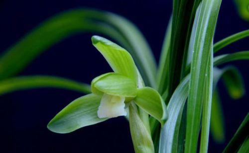 兰花之意——美丽与高尚(馨香芬芳) 兰花之意——美丽与高尚(馨香芬芳)