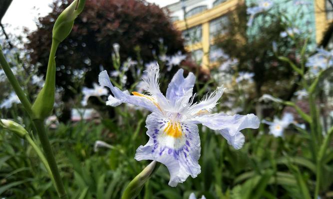 竹子（竹子花语及代表意义一览）