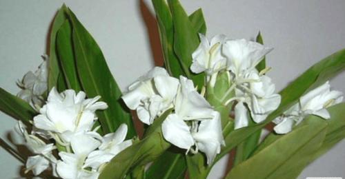 竹子(竹子花语及代表意义一览) 竹子(竹子花语及代表意义一览)