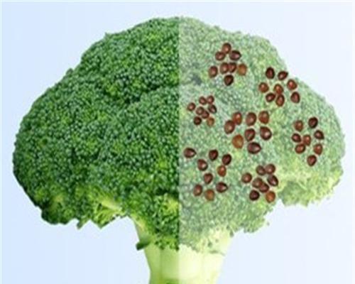 西兰花有几种颜色？不同颜色的西兰花有哪些特点？