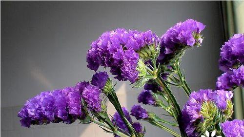 花语告别（百合花语揭示了结束的主题）