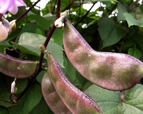 白扁豆种植的最佳时间和步骤是什么？常见问题有哪些？
