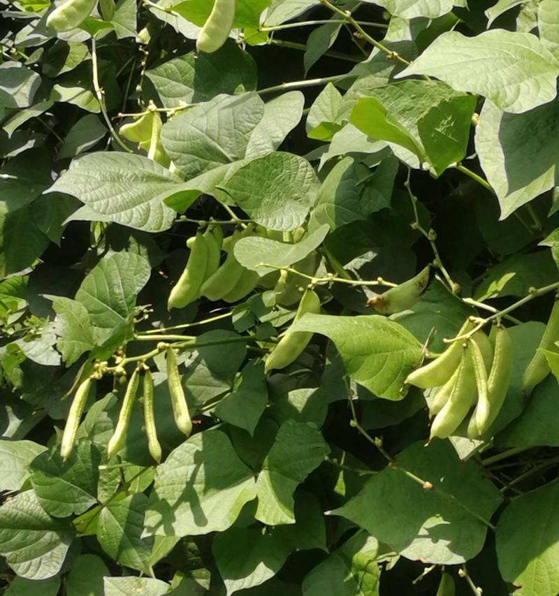 白扁豆种植的最佳时间和步骤是什么？常见问题有哪些？