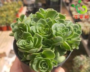 多肉酒杯玫瑰的养殖技巧是什么?如何确保其健康成长? 多肉酒杯玫瑰的养殖技巧是什么?如何确保其健康成长?