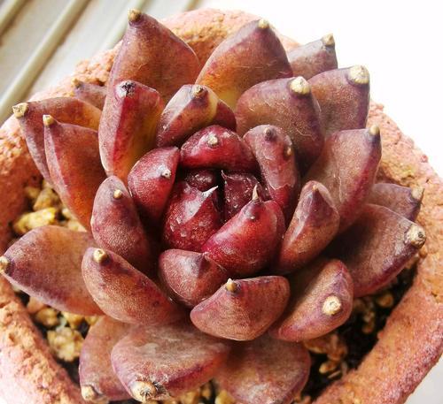 多肉酒杯玫瑰的养殖技巧是什么?如何确保其健康成长? 多肉酒杯玫瑰的养殖技巧是什么?如何确保其健康成长?