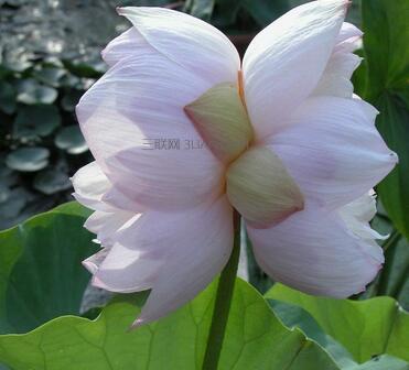 并蒂莲,花开如意(两心相印) 并蒂莲,花开如意(两心相印)