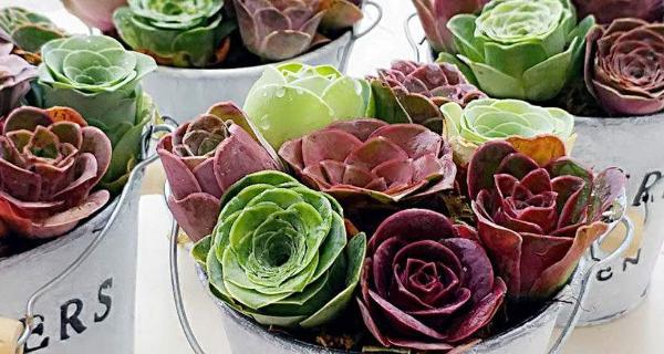 多肉酒杯玫瑰的养殖技巧是什么?如何确保其健康成长? 多肉酒杯玫瑰的养殖技巧是什么?如何确保其健康成长?