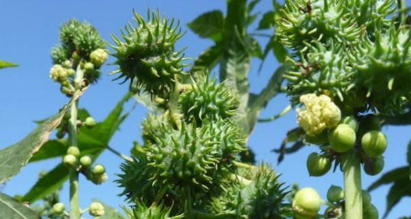 蓖麻亩产量多少斤？如何提高蓖麻的产量？