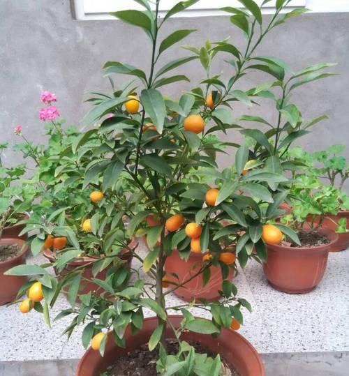 桔子的象征意义及文化内涵（桔子）