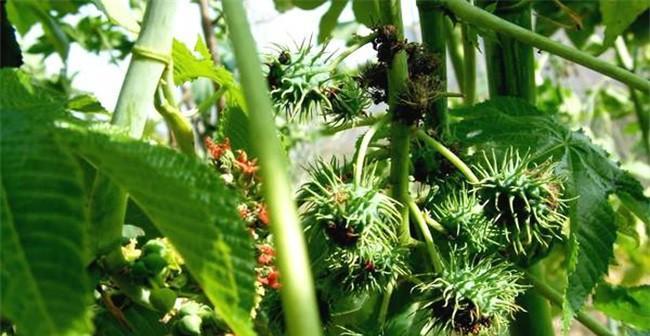 蓖麻亩产量多少斤？如何提高蓖麻的产量？