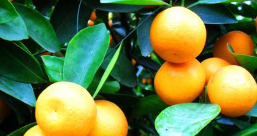桔子的象征意义及文化内涵（桔子）