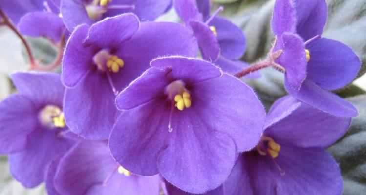 紫罗兰的花语与意义（探索紫罗兰花的深层寓意）