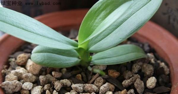 蝴蝶兰可以用沙子种植吗？如何正确选择土壤？