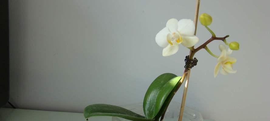 蝴蝶兰可以用沙子种植吗？如何正确选择土壤？