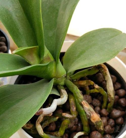 蝴蝶兰可以用沙子种植吗？如何正确选择土壤？