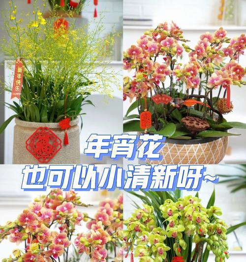 年宵花,吉祥之源(华彩绽放) 年宵花,吉祥之源(华彩绽放)