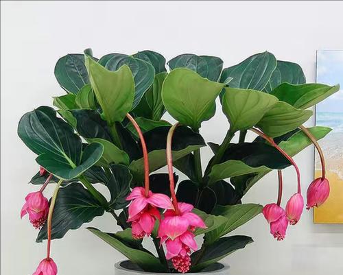 宝莲灯烂叶子怎么办？找出原因并解决！