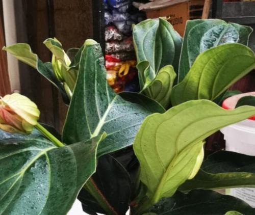 宝莲灯烂叶子怎么办？找出原因并解决！