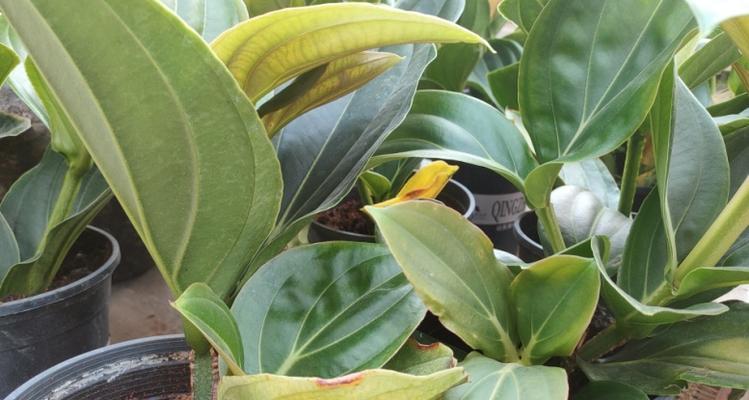 宝莲灯烂叶子怎么办？找出原因并解决！