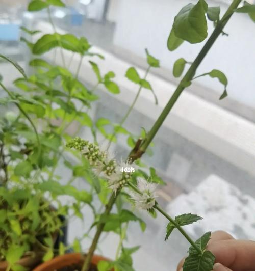 薄荷会开花吗?薄荷开花的样子是怎样的? 薄荷会开花吗?薄荷开花的样子是怎样的?