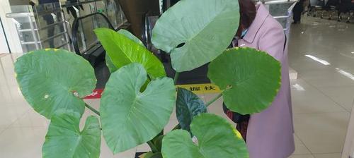 滴水观音菩萨（以滴水观音菩萨代表的慈悲与智慧之道）