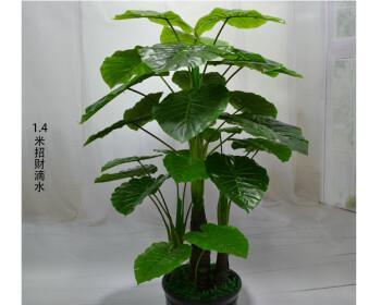 滴水观音菩萨（以滴水观音菩萨代表的慈悲与智慧之道）